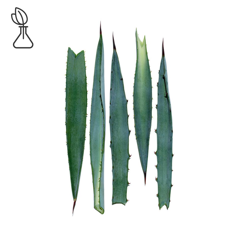 Agave azul-Extracto de agave azul-Agave tequilana leaf extract