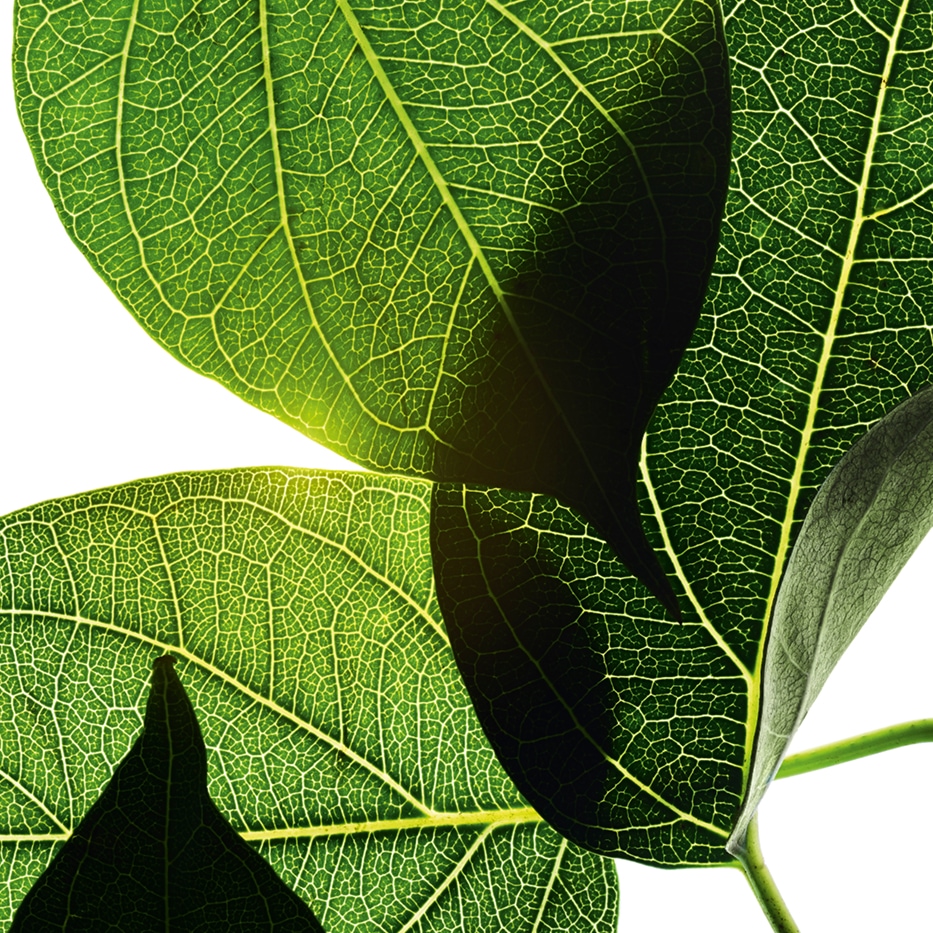 Gymnema-Extracto de gymnema silvestre-Gymnema sylvestre leaf extract