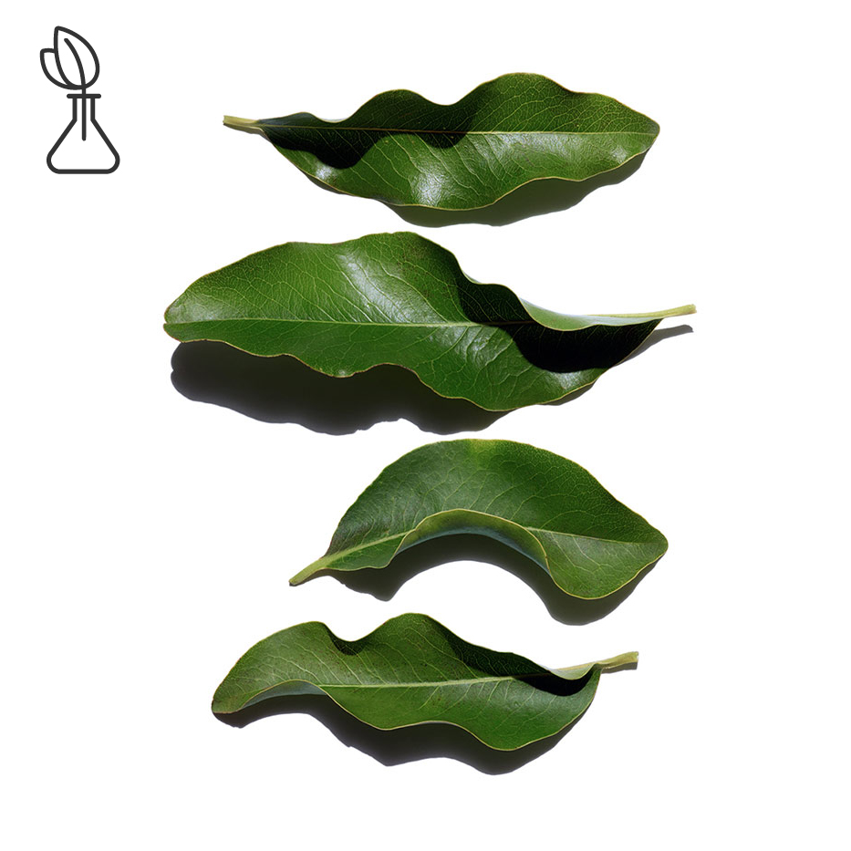 Ébano de África-Extracto de ébano de África bio-Diospyros mespiliformis leaf extract