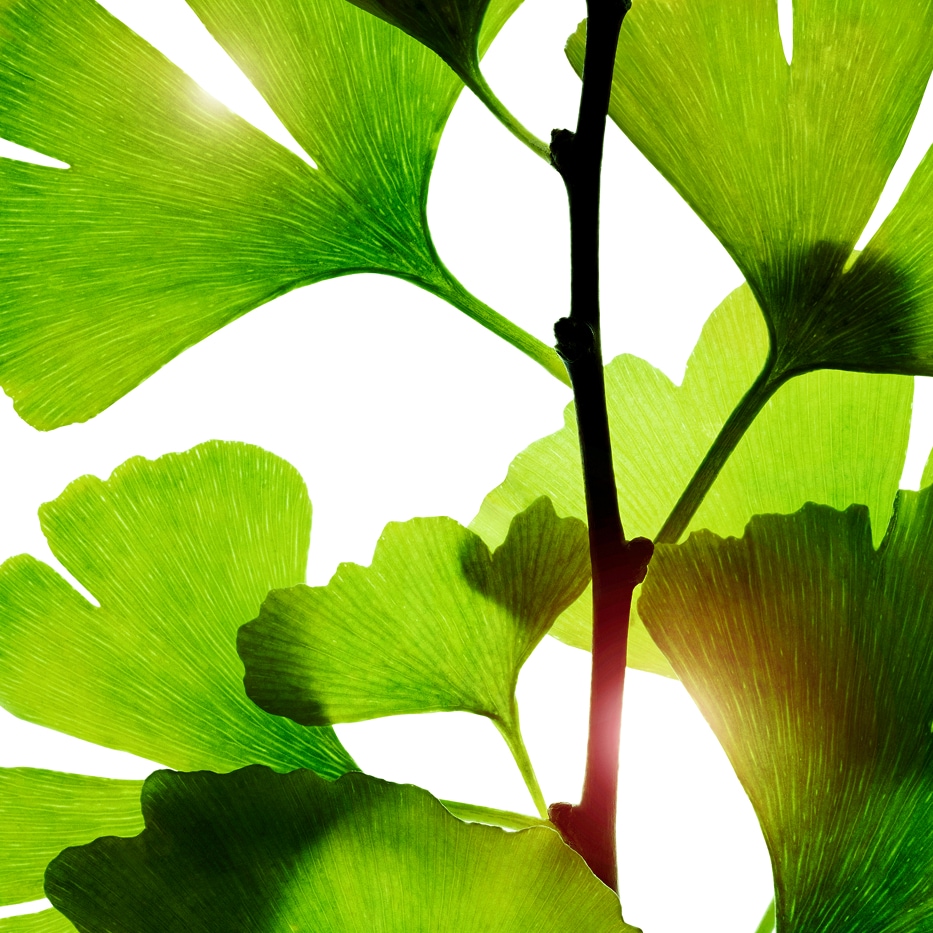 Ginkgo biloba-Extracto de Ginkgo biloba-Ginkgo biloba leaf extract