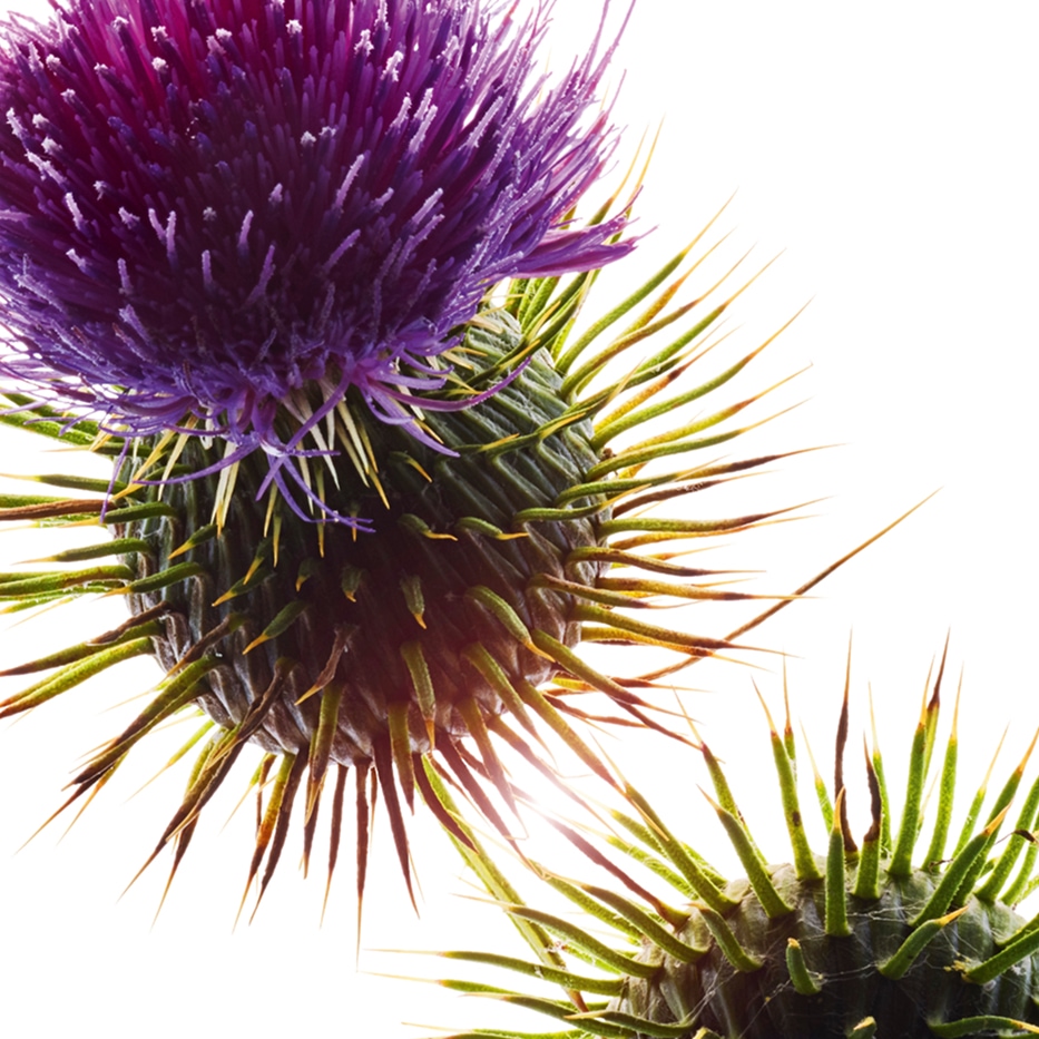 Cardo mariano-Aceite de cardo mariano bio-Silybum marianum seed oil